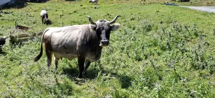 Trächtige Kuh, Tiroler Grauvieh