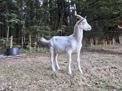 Saanenziege x WDE Mix
