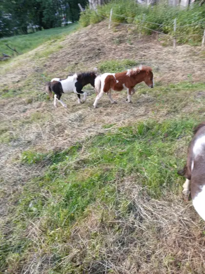 Verkaufe Minipony Stutfohlen