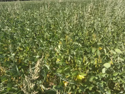 Bio-Soja Siloballen GPS