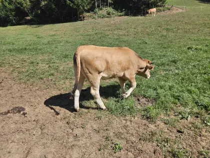 Murbodner