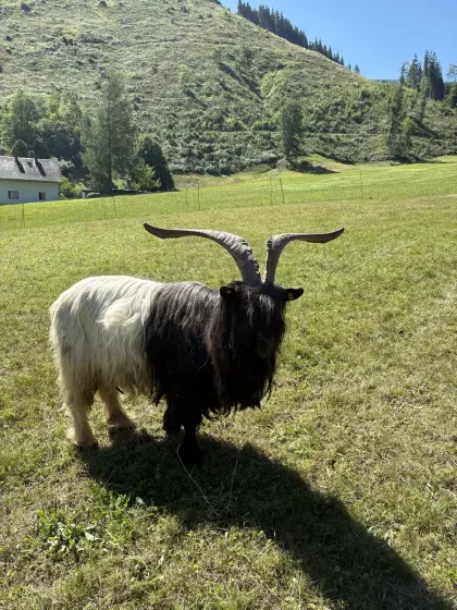 Walliser Schwarzhalsziegenbock