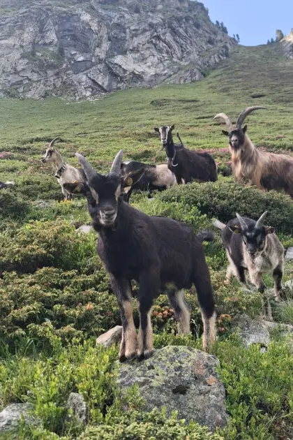 Bockkitz (nicht HB)