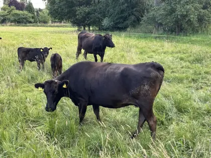 Fullblood Wagyu Mutterkuh, tragend, bewährte Zuchtkuh