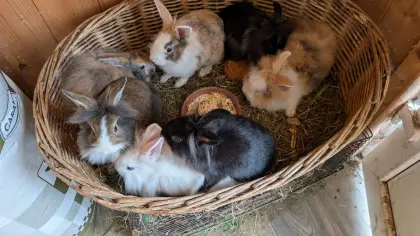Löwenkopf-Zwergkaninchen in verschiedenen Farben