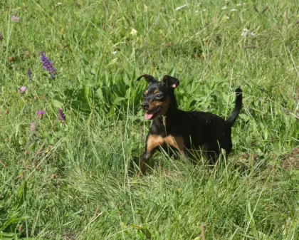 Zwergpinscher-Hündin sucht liebevollen Einzelplatz