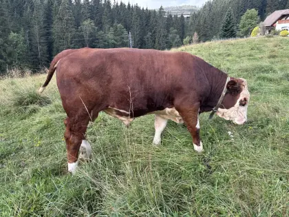 Fleckvieh-Stier