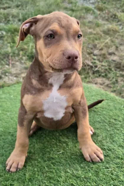American Bully Welpen
