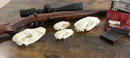CZ Fox 223