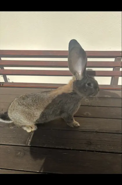 Riesenhase