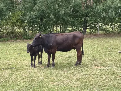 Wagyu-Rinder
