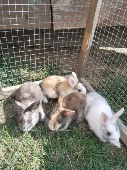 Zwergkaninchen
