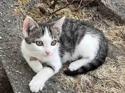 Babykatzen