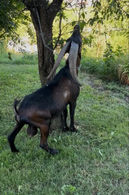 Verkaufe diesen einjährigen Aosta-Bock