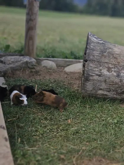 Meerschweinchen