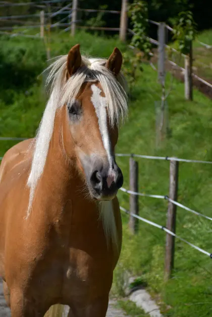 Amir, Haflinger Wallach