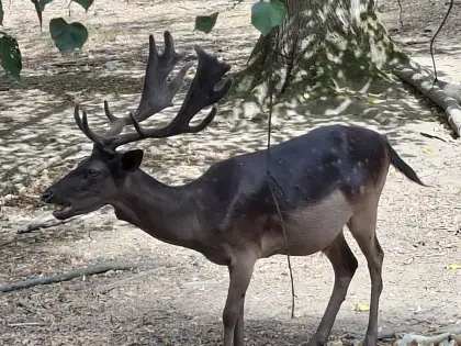 Damhirsch