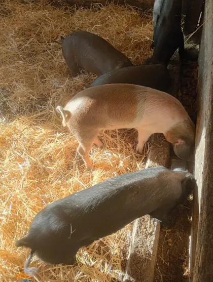 Bio-Ferkel