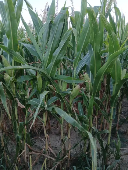 Silomais ab Feld