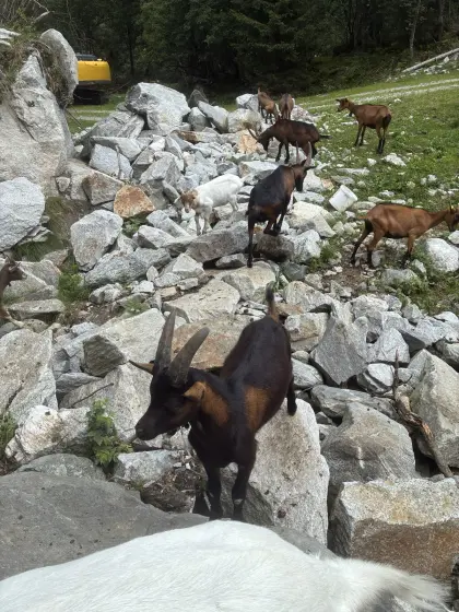 Aosta Bockkitz
