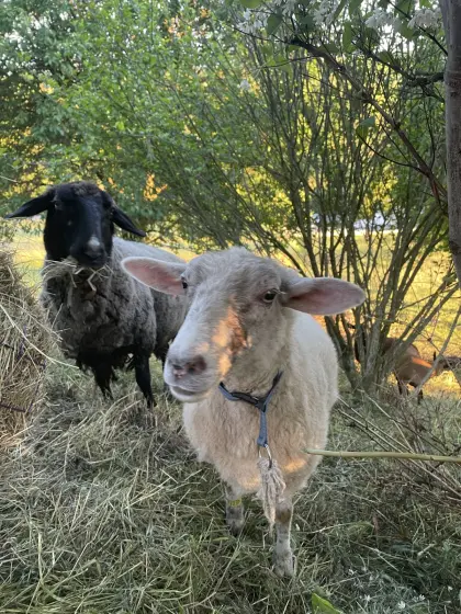 2 Schafe zu verschenken