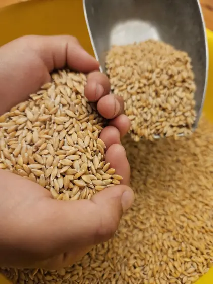 Bio-Einkorn, Bio-Einkorn