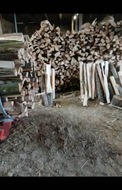 Buche frisches Holz