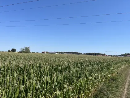 25 ha km als Silomais zum Silieren, Südostbayern