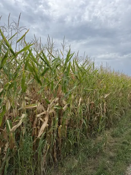 Maissilage ab Feld