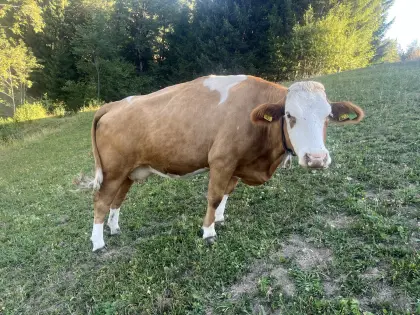 Bio-Kuh
