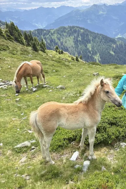 Haflinger Stutfohlen