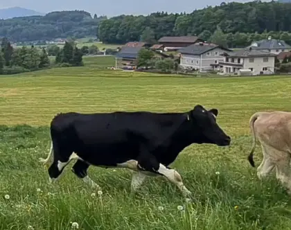 Verkaufe trächtige BIO HF Kalbin