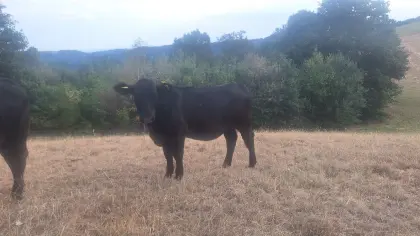 Bio Angus Kalbinnen