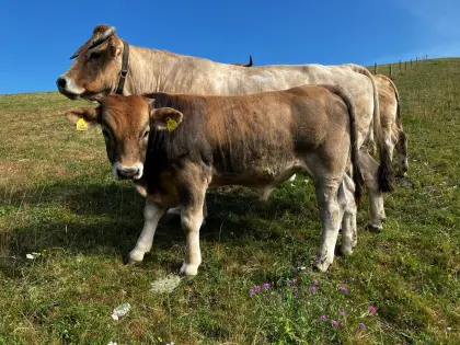 Murbodner Jungstier