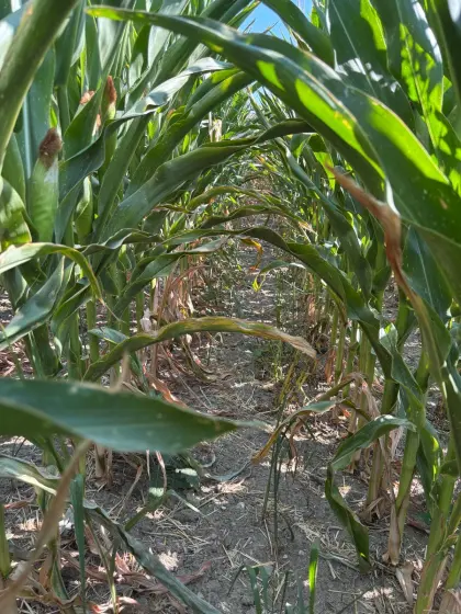 Mais ab Feld in St. Margarethen zu verkaufen