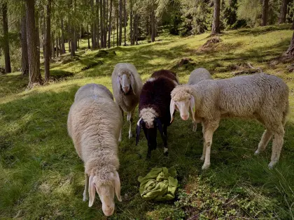 Bergschaf Lämmer
