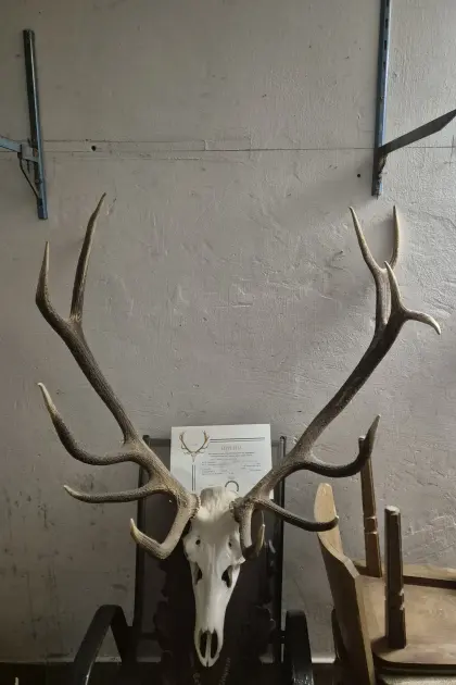 Hirsch-Trophäe
