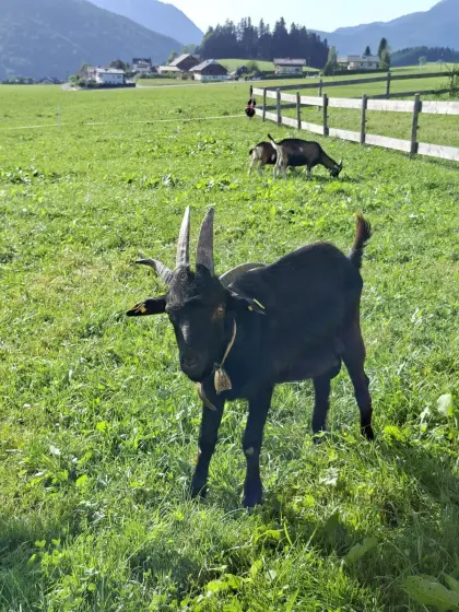 Vierhornziege Bockkitz