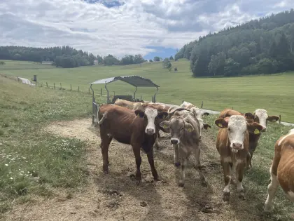 Suche Bio-Aufzuchtsbetrieb