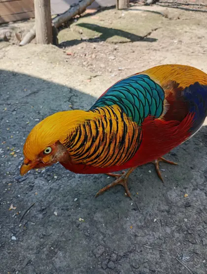Goldfasane rot