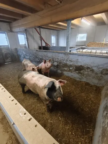 Bio-Schlachtschweine