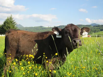 Bio Wagyu