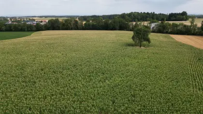 Mais, Silomais, Maisballen