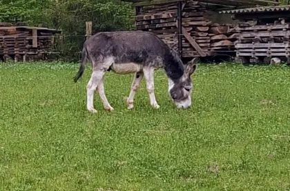 Eselhengst