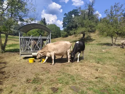 Bio Kalbinnen
