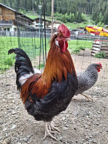 Rassegeflügel, Geflügel, Hähne, Hühner, Hahn, Huhn