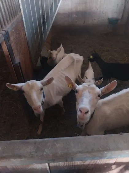 Verkaufe Saanenziegen in Milch