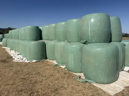 Verkaufe Mais-Silageballen