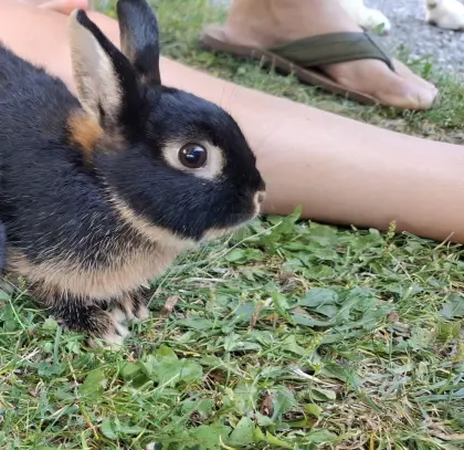 Zwergkaninchen, männlich