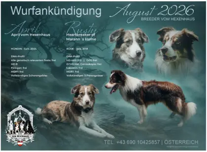 Border Collie Welpen